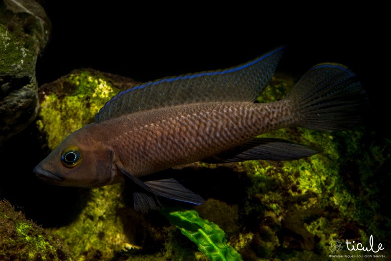 Neolamprologus pectoralis 'Tembwe (Deux)'